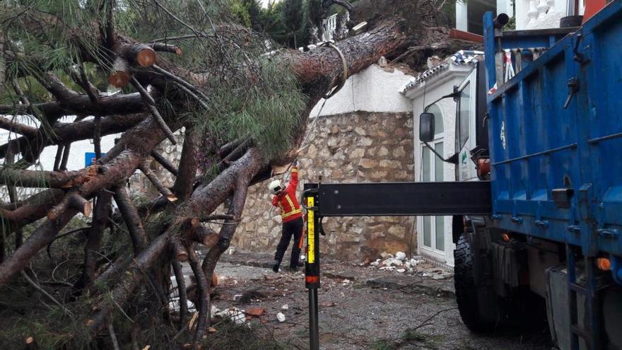 El árbol caído esta madrugada.