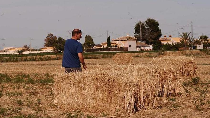 Aspecto de varias casas ilegales diseminadas en la huerta de Catral.