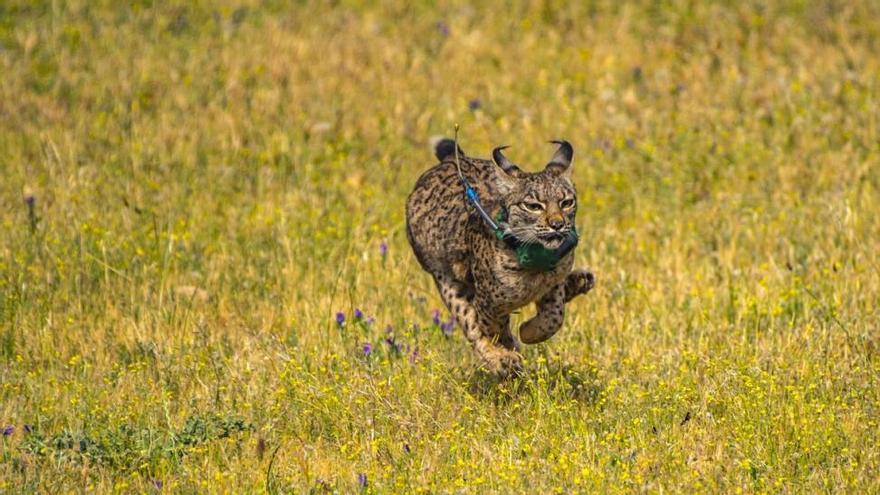 Segundo lince atropellado en dos días en Andalucía