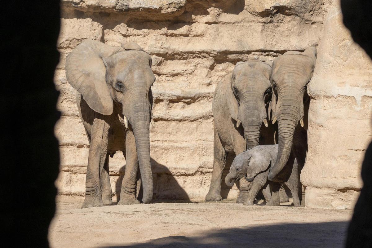 Makena, la primera cría de elefante nacida en Bioparc Valencia, junto a su manada