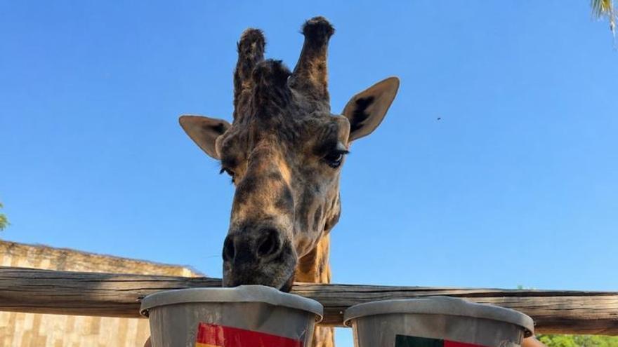 Fali, la jirafa de Terra Natura Murcia que acierta los resultados de España en el Mundial