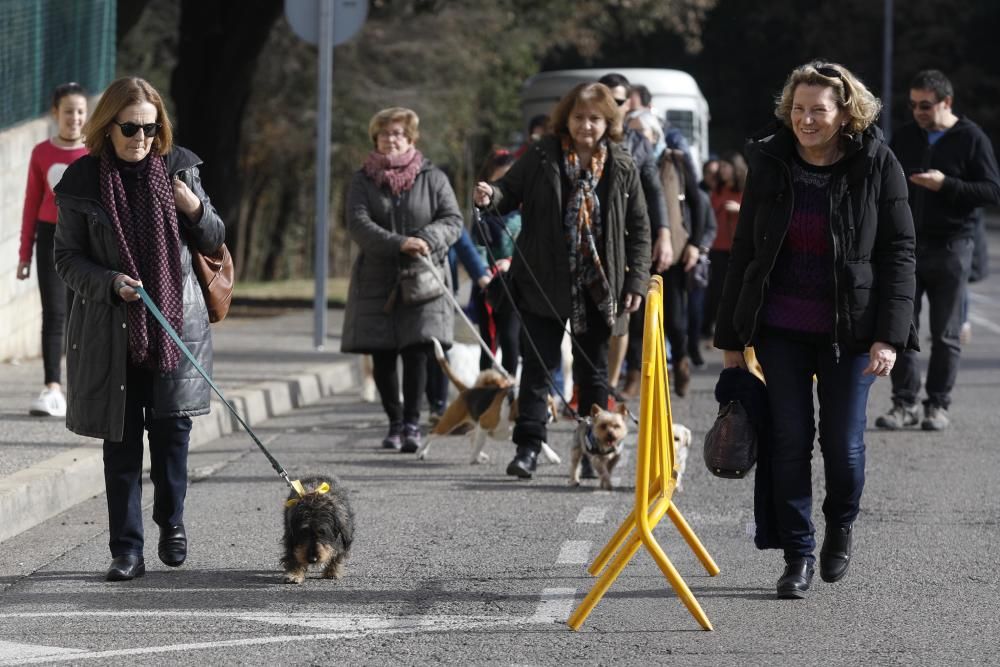 Desfilada de la Festa de Sant Antoni Abad al barri de Palau-sacosta i benedicció dels animals