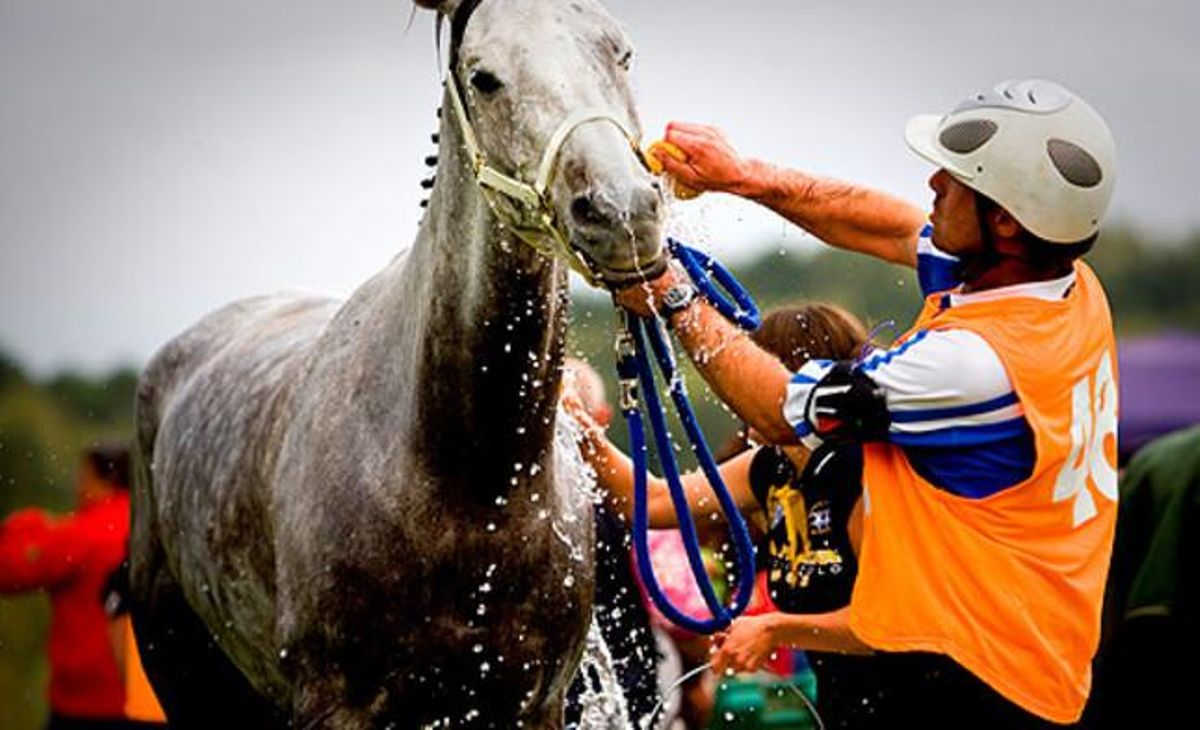 Després de cada esforç es refresquen als cavalls per mantenir el seu rendiment.