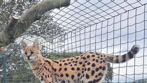 Ejemplar de serval en el zoo de Oviedo.