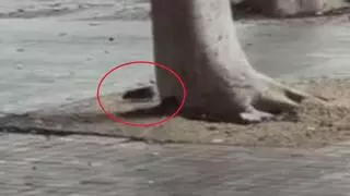 Vecinos alertan de la presencia de roedores en Las Palmas de Gran Canaria: "No puedo pasar por la plaza de La Feria porque se caen las ratas"
