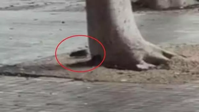 Vecinos denuncian la presencia de ratas en la zona de la Plaza de la Feria, en Las Palmas de Gran Canaria