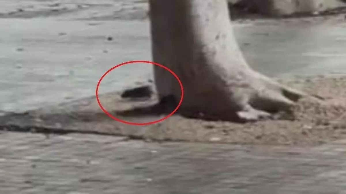 Vecinos denuncian la presencia de ratas en la zona de la Plaza de la Feria, en Las Palmas de Gran Canaria