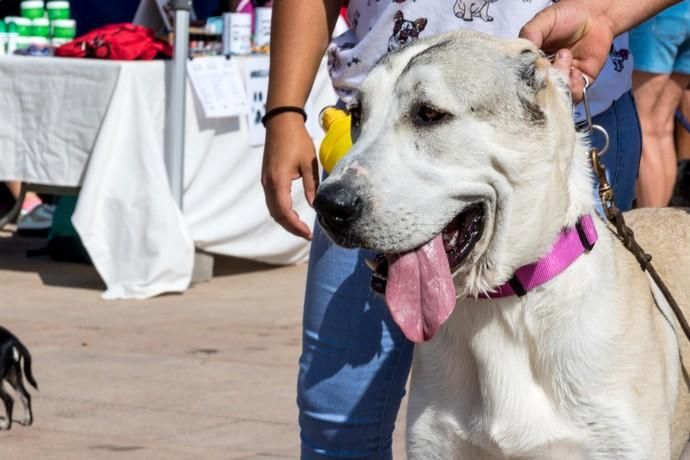 II Feria de Mascotas en Maspalomas