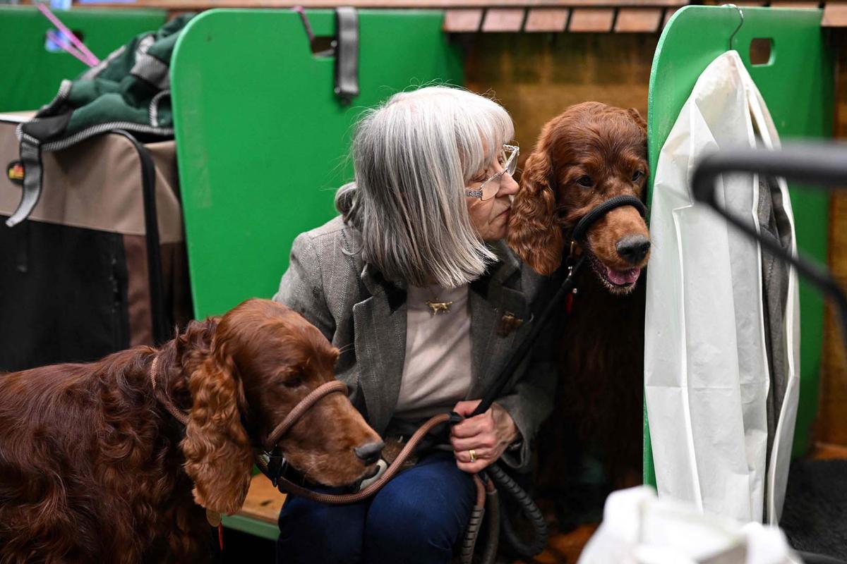 Exposición canina en el Centro Nacional de Exposiciones de Birmingham