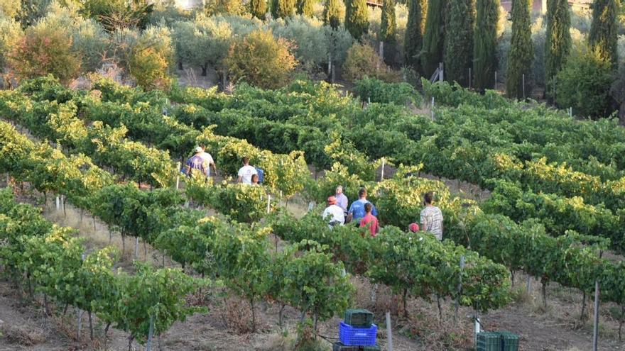 IU solicita que la PAC potencie los cultivos extensivos y ecológicos