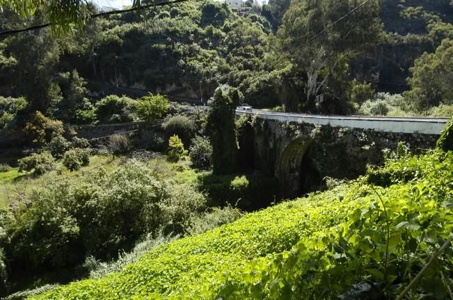 VERDOR EN EL CAMPO GRANCANARIO