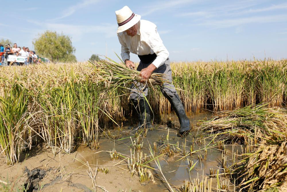 Siega y 'perxa' en l´Albufera