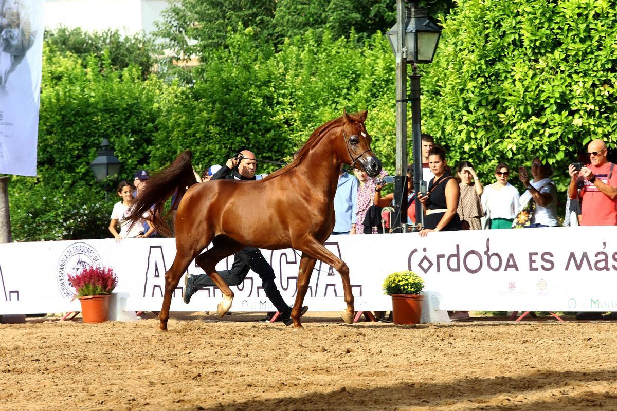 La última jornada del Otoño del Caballo en imágenes La última jornada del Otoño del Caballo en imágenes