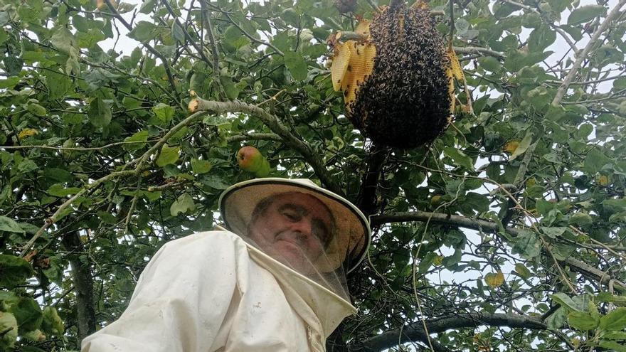 Relevo argentino para las abejas de Belarmino Álvarez en Oviedo