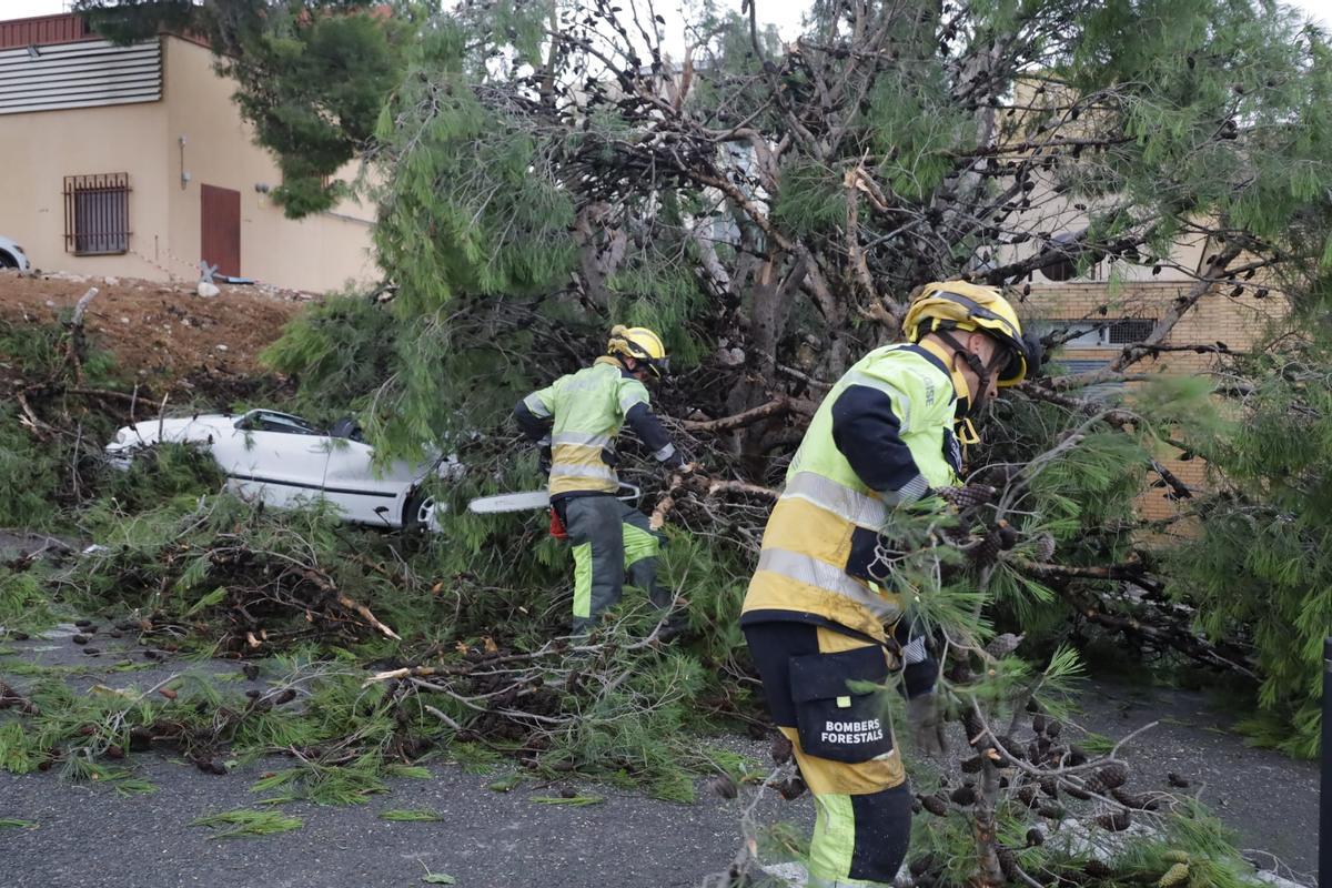 Las rachas de viento arrancan árboles de grandes dimensiones en el parking del Hospital Virgen de los Lirios de Alcoy Las rachas de viento arrancan árboles de grandes dimensiones en el parking del Hospital Virgen de los Lirios de Alcoy