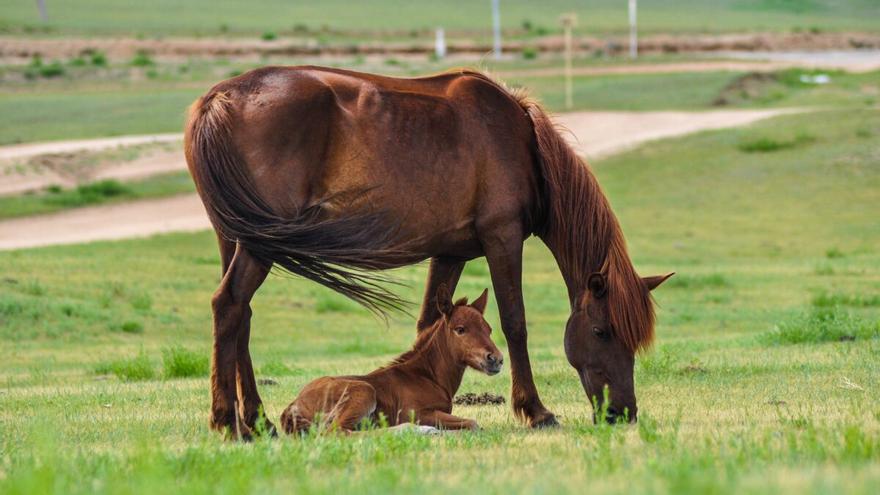 Con ciencia | Caballos