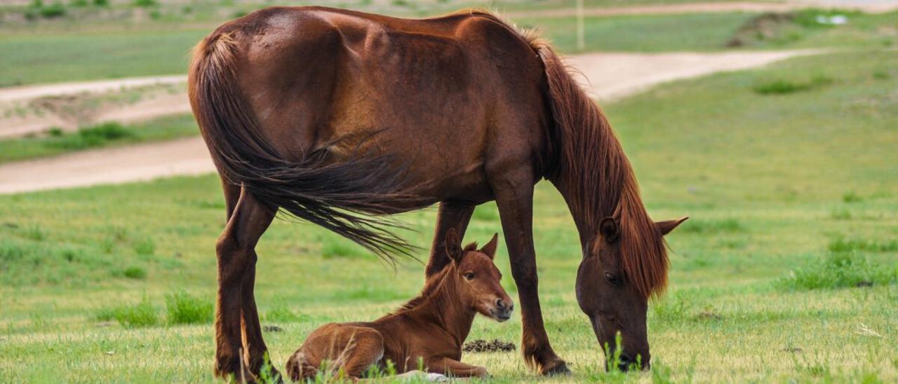 ¿De dónde viene el caballo? Los científicos descubren su origen