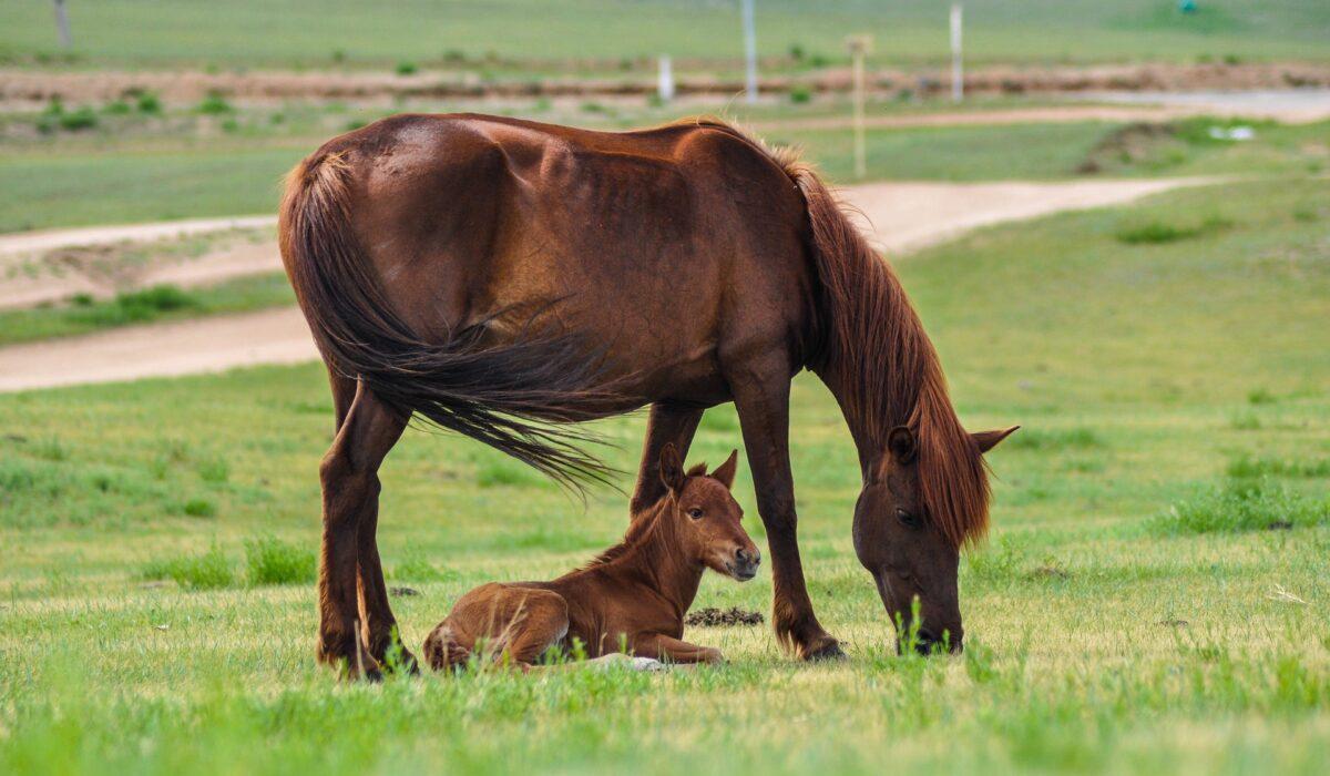 ¿De dónde viene el caballo? Los científicos descubren su origen