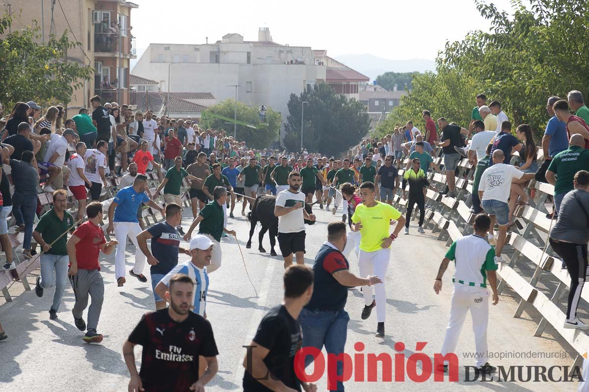 Quinto encierro de la Feria Taurina del Arroz en Calasparra