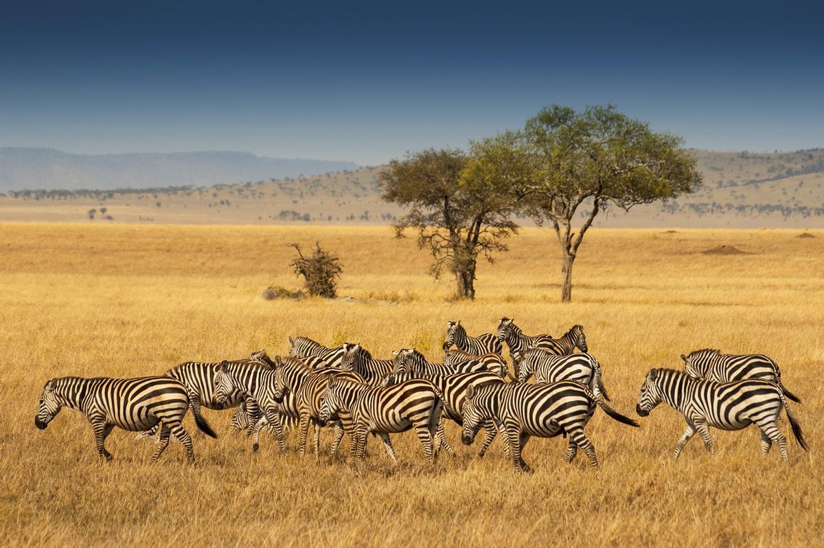 Cebras en el Parque Nacional de Serengeti