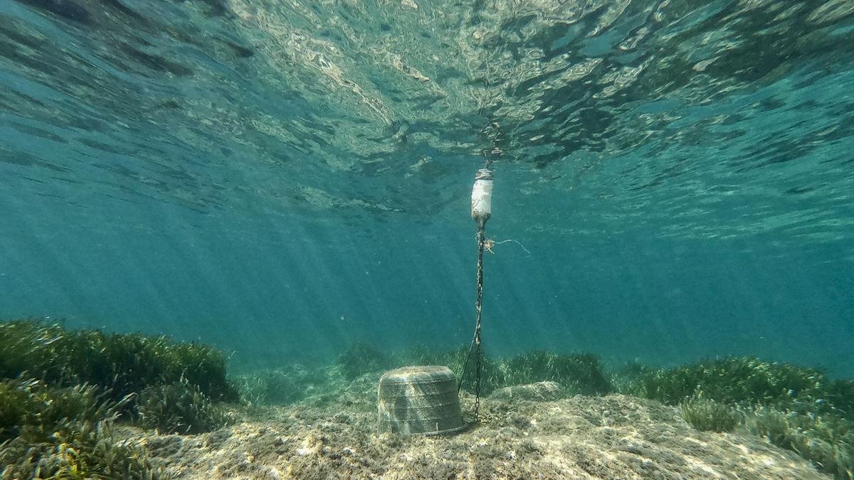 Un mort balisat al fons de les aigües de sa Caleta.