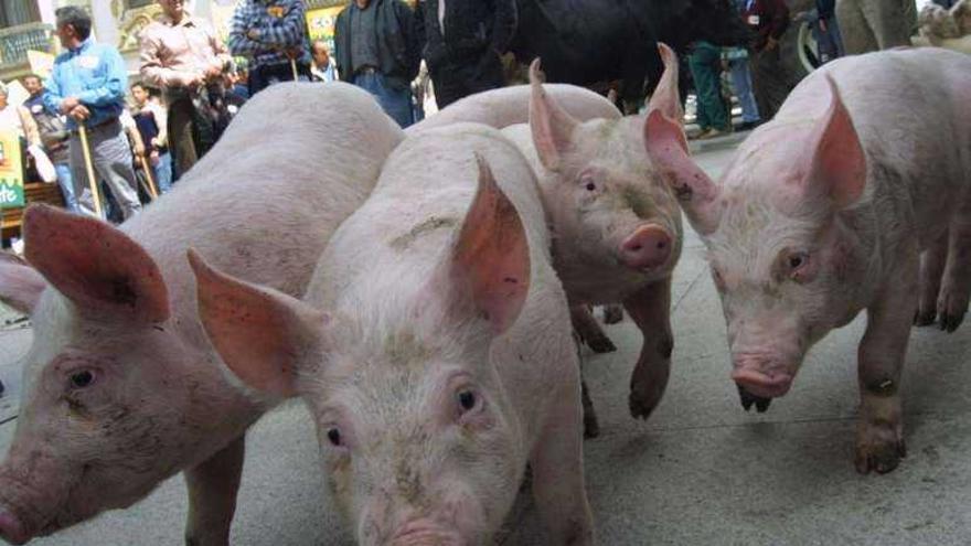 Lechones en una manifestación del sector porcino en Zamora.