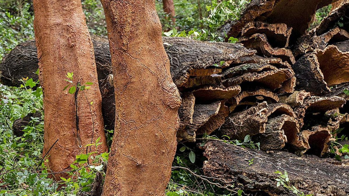 5 «El suro és un producte natural sostenible -explica Michele Curel-. Un arbre de suro pot viure aproximadament 250 anys. A partir dels 25-30 anys es comença a pelar el suro cada 9 o 14 anys, depenent de la zona. L’arbre no es tala».F  | MICHELE CUREL