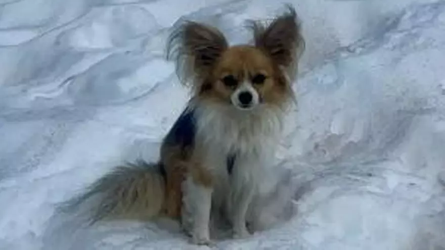 Un chihuahua salva a su amo de la muerte en los Alpes