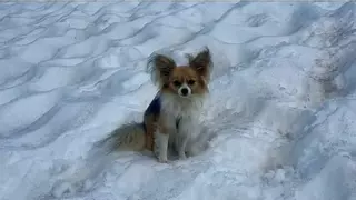 Un chihuahua salva a su amo de la muerte en los Alpes