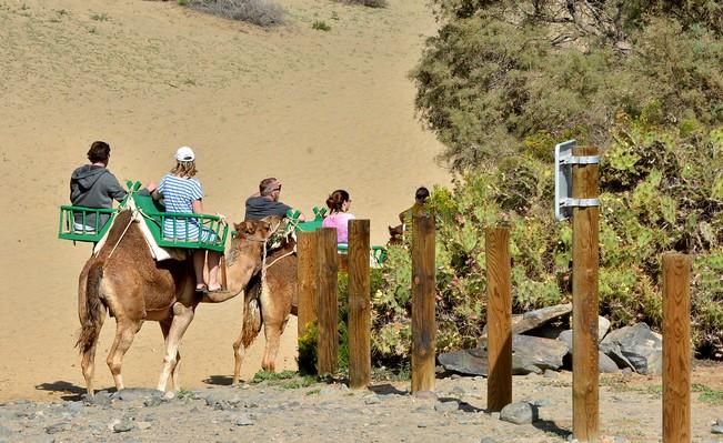 CAMELLOS DUNAS MASPALOMAS