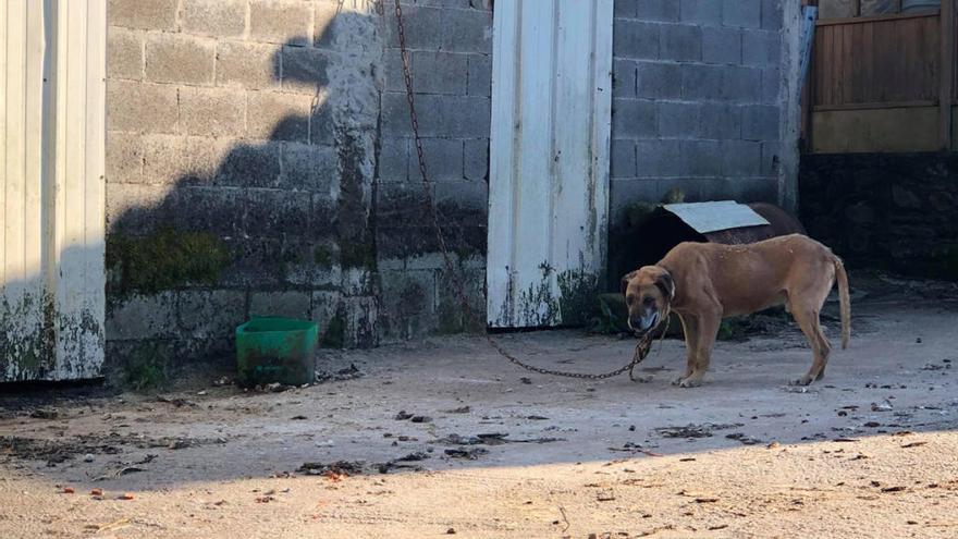 Perro encadenado. // FDV