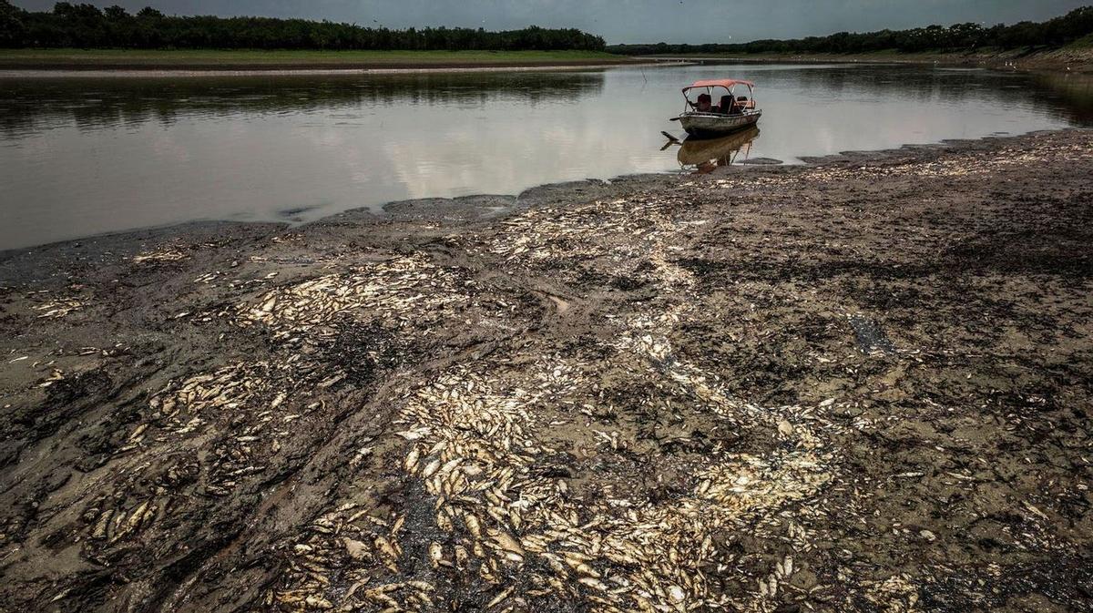 Imagen del río lleno de peces muertos