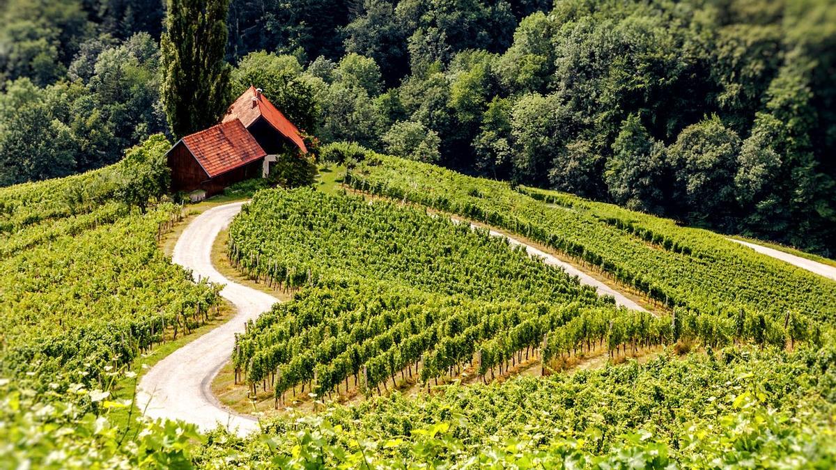 No solo en España, Francia e Italia hay buenos vinos. Palabra de sumiller esloveno