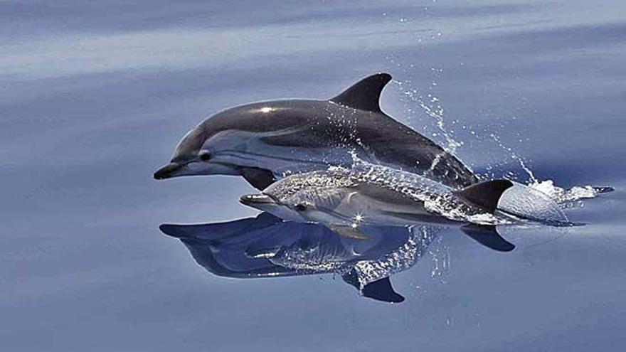 El objetivo de la expedición es investigar la situación de los cetáceos al norte de Menorca.