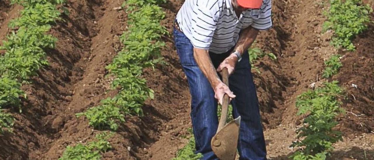 Un hombre trabaja en una huerta.