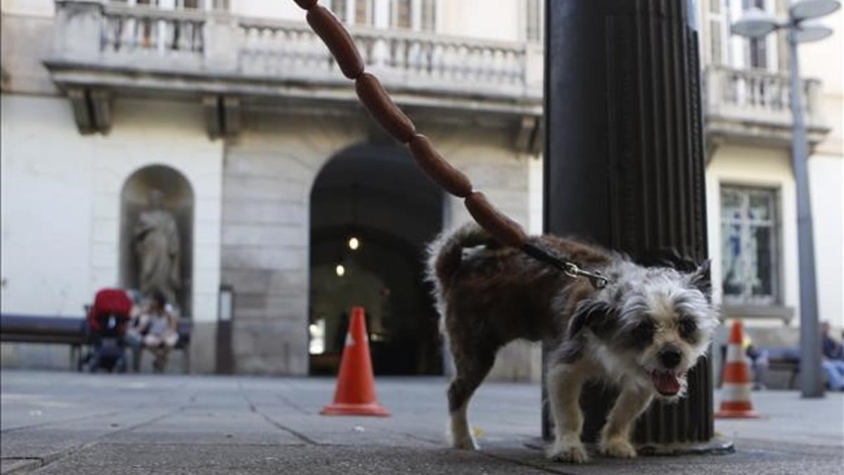 Los propietaros deberán rociar los orines que no se hagan en alcantarillas o árboles