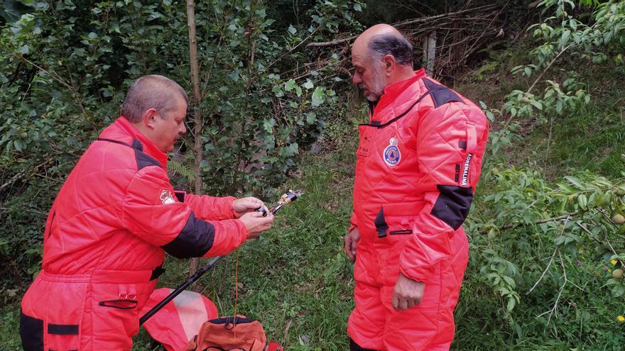 Protección Civil erradicó 580 nidos de avispa asiática en Mieres el pasado año