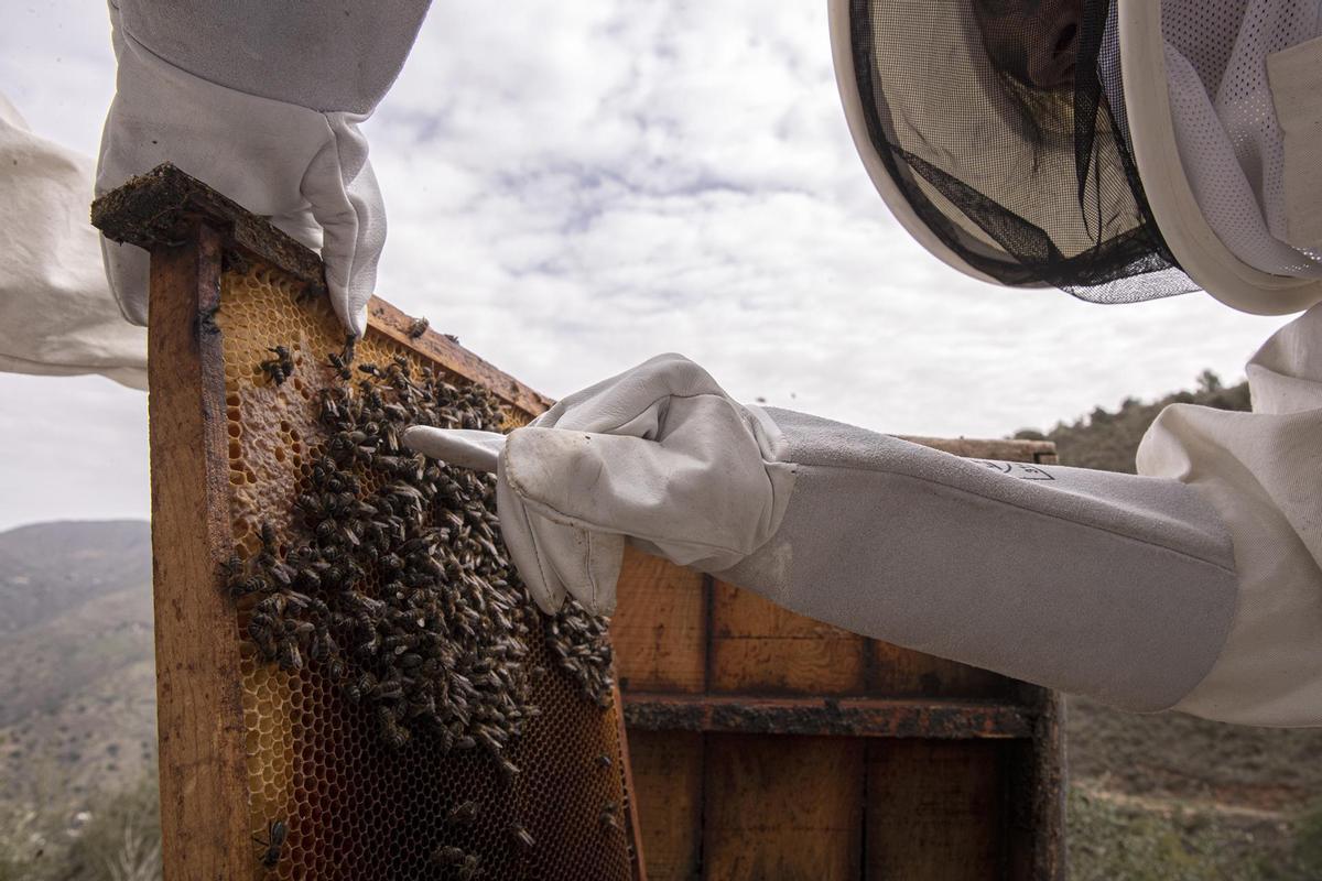 Arranca un proyecto para &quot;repoblar&quot; España con 47 millones de abejas ibéricas