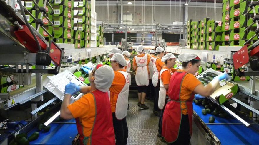 Una de las plantas de envasado de aguacates en la Axarquía.