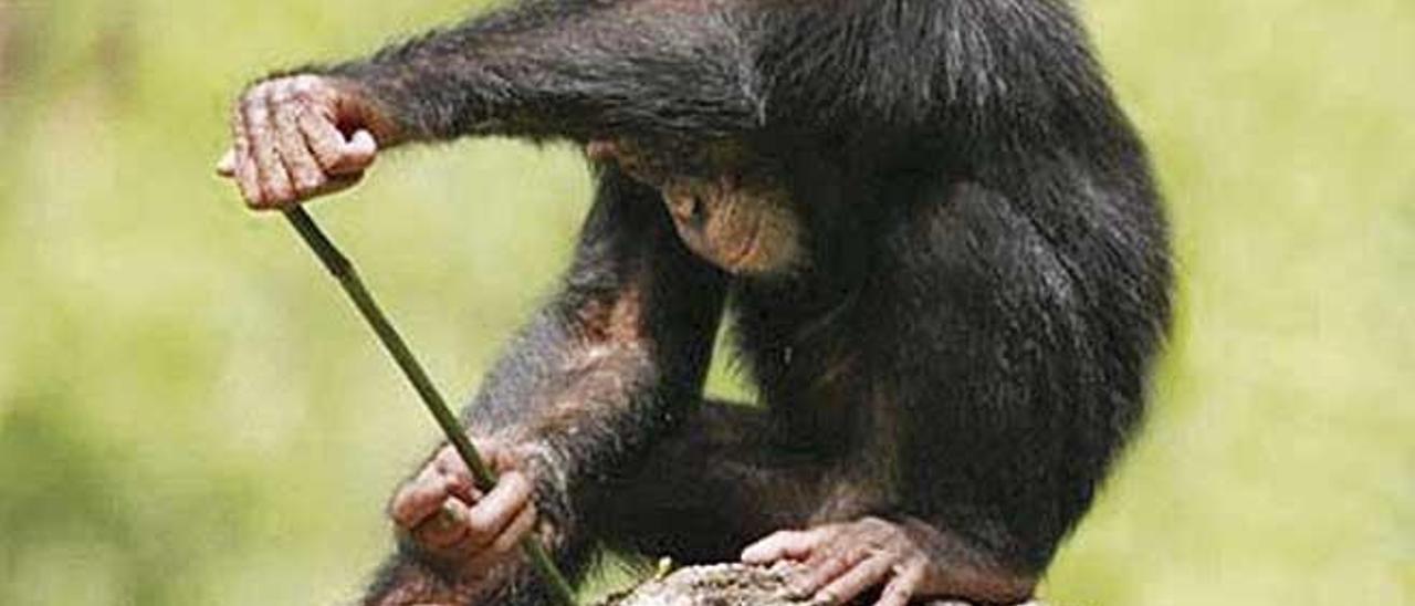 Chimpancé de pesca en un termitero.