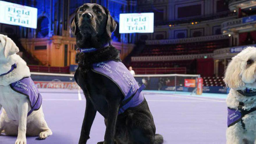 Perros recogepelotas en un torneo ATP en Londres