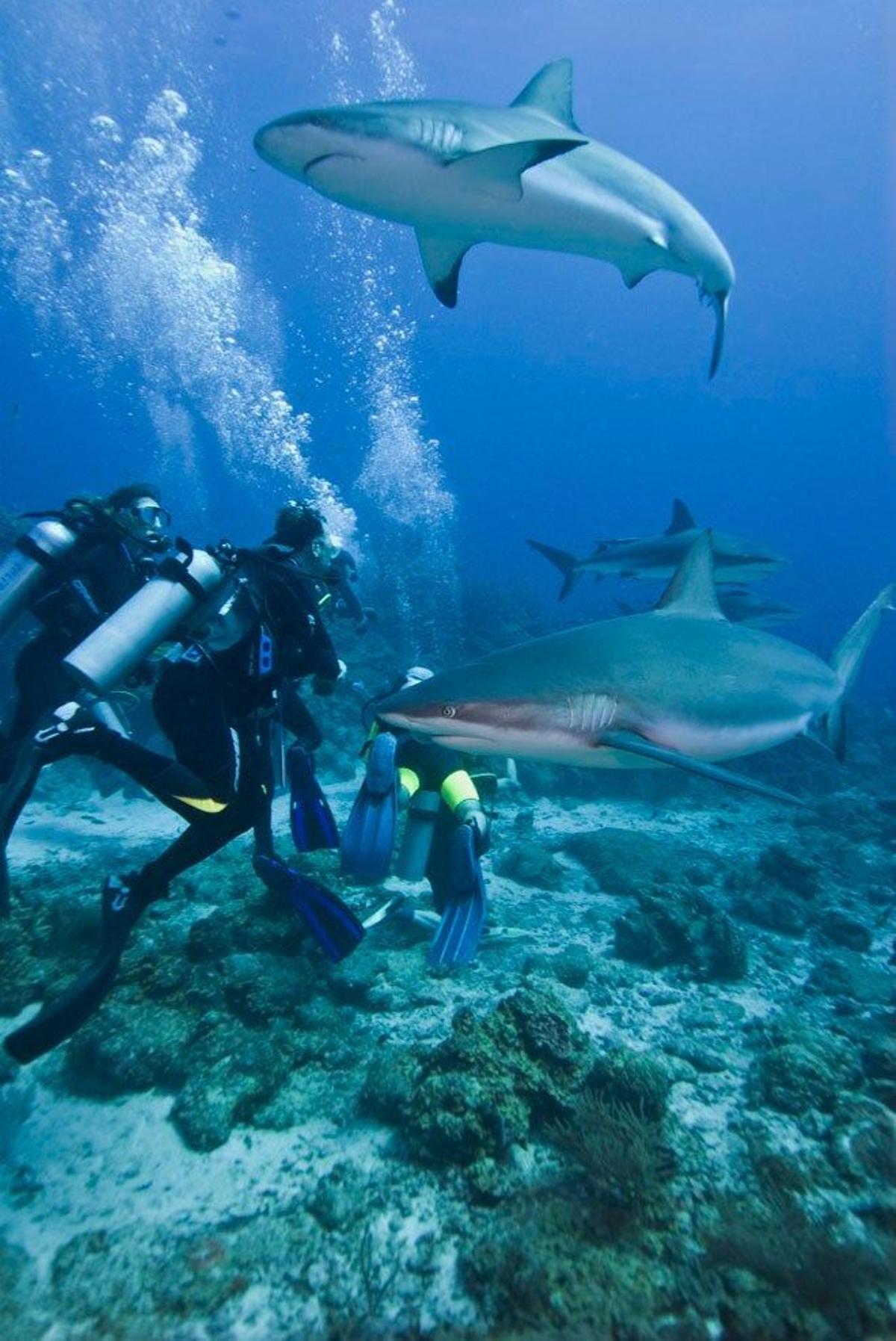 Tiburón de arrecife del Caribe, en la isla de Roatán, Honduras.