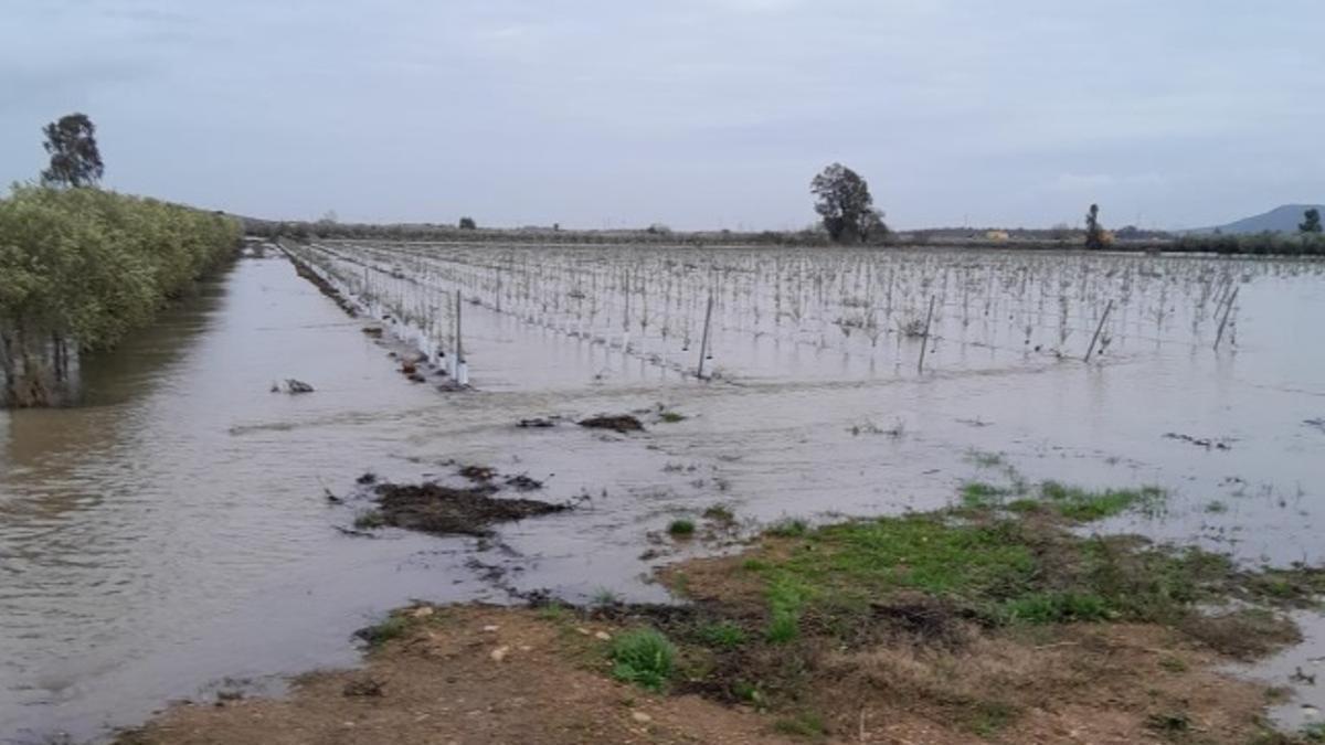 Cultivos anegados por las borrascas en fincas extremeñas.