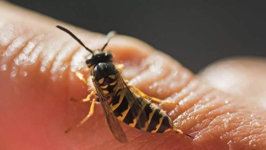 Un experto recomienda aplicar inmediatamente hielo tras una picadura de abeja o de avispa