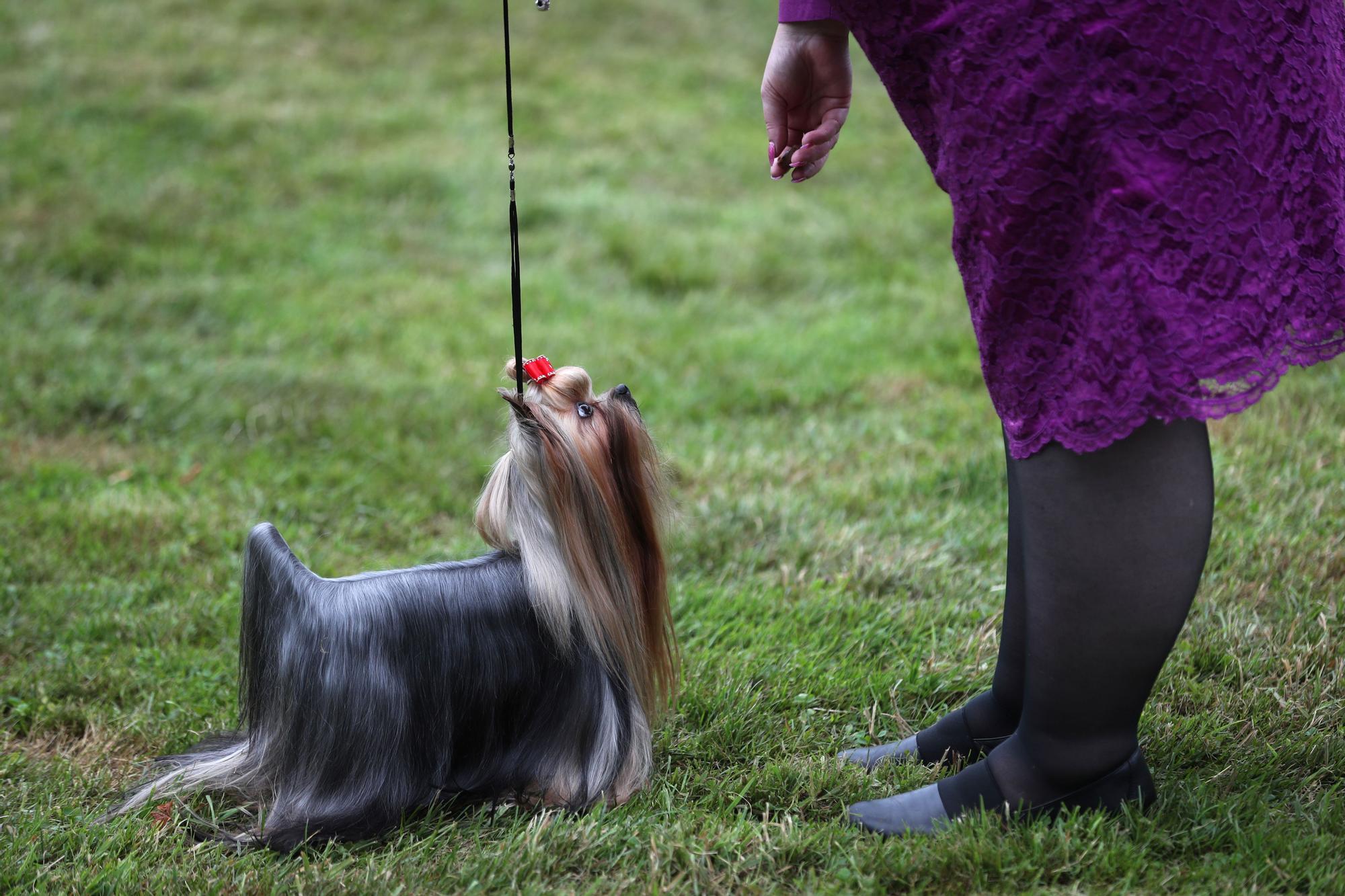 145è Westminster Kennel Club Dog Show