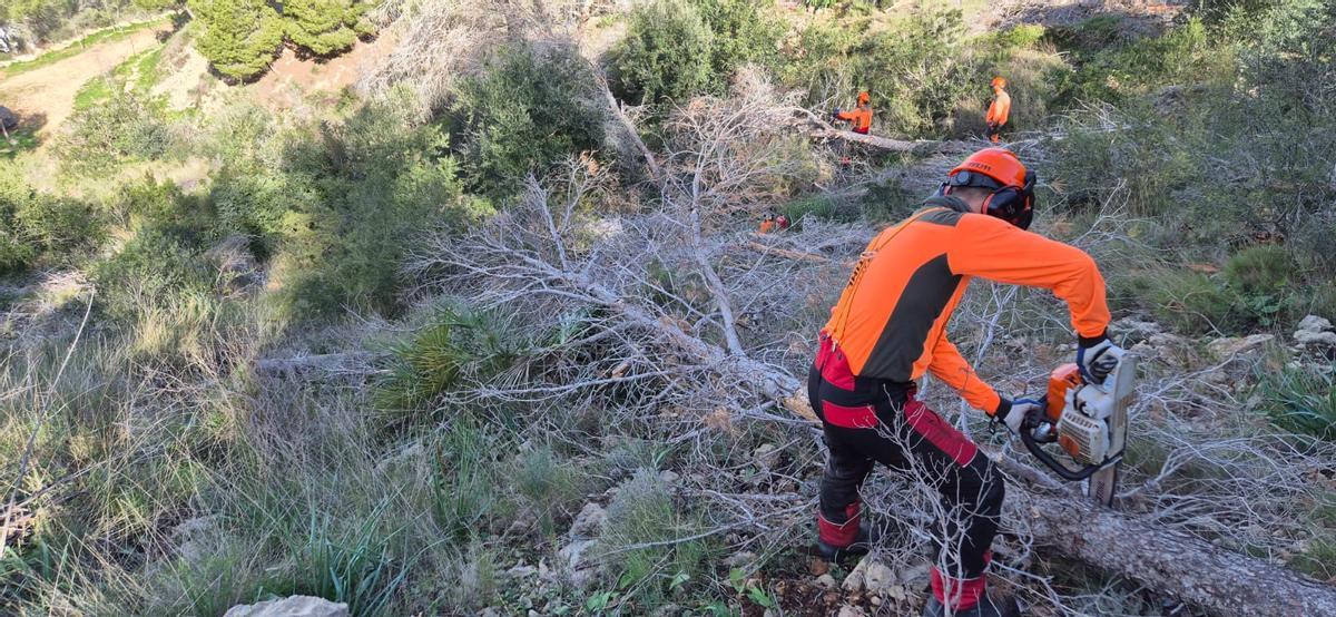 Retirada de pinos realizada hace una semanas por la Generalitat en Serra Gelada, en l'Alfàs del Pi