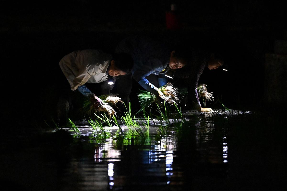 Plantar arroz de noche en Vietnam