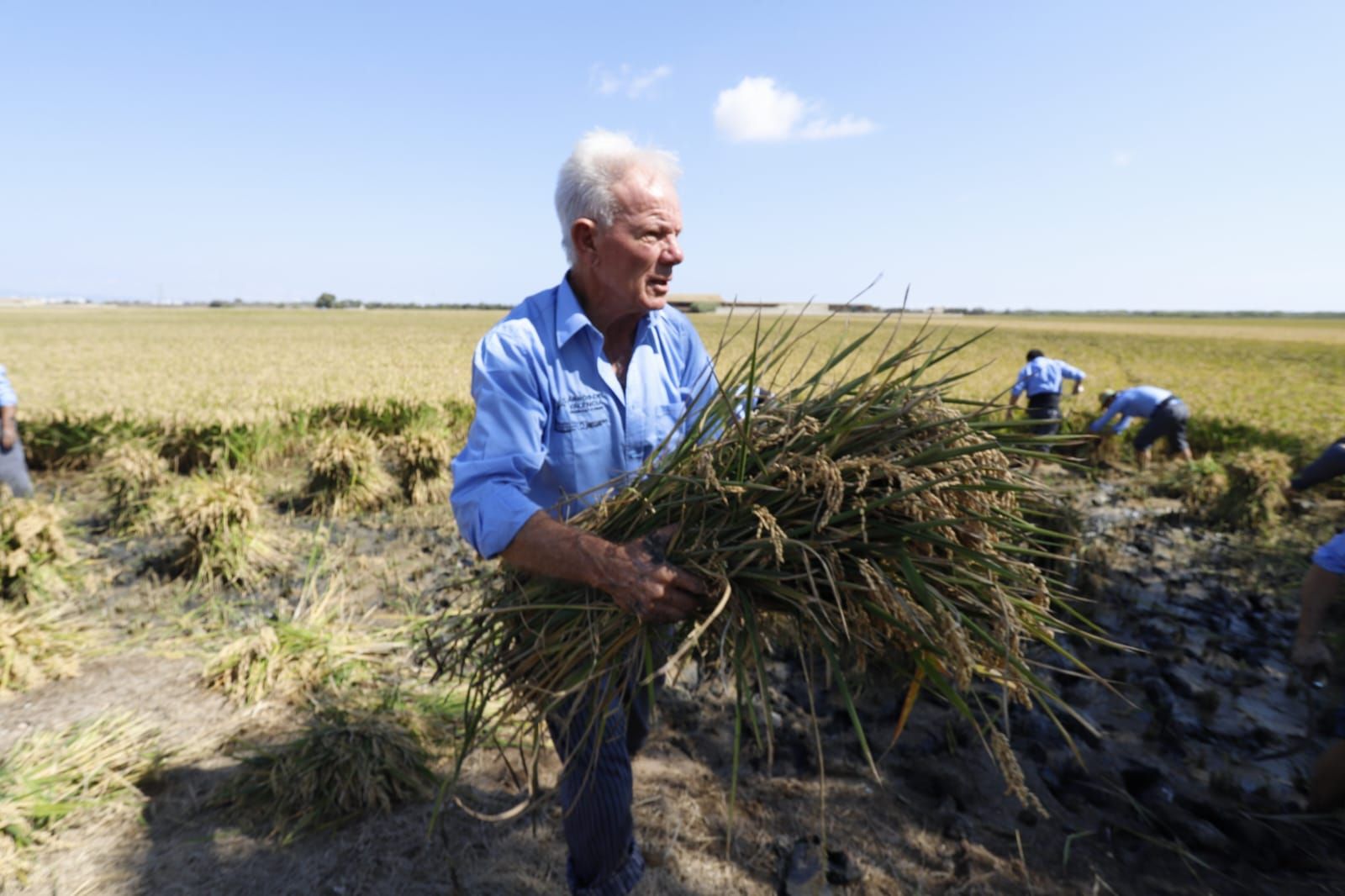 Todas las imágenes de la Fiesta de la Siega del Arroz 2024