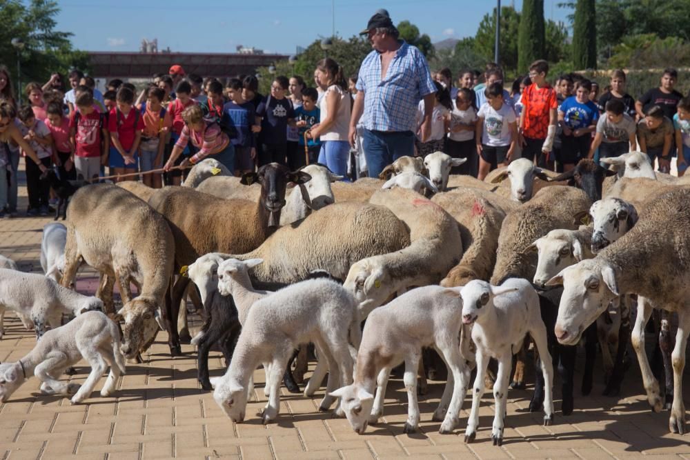 Ovejas por la Universidad