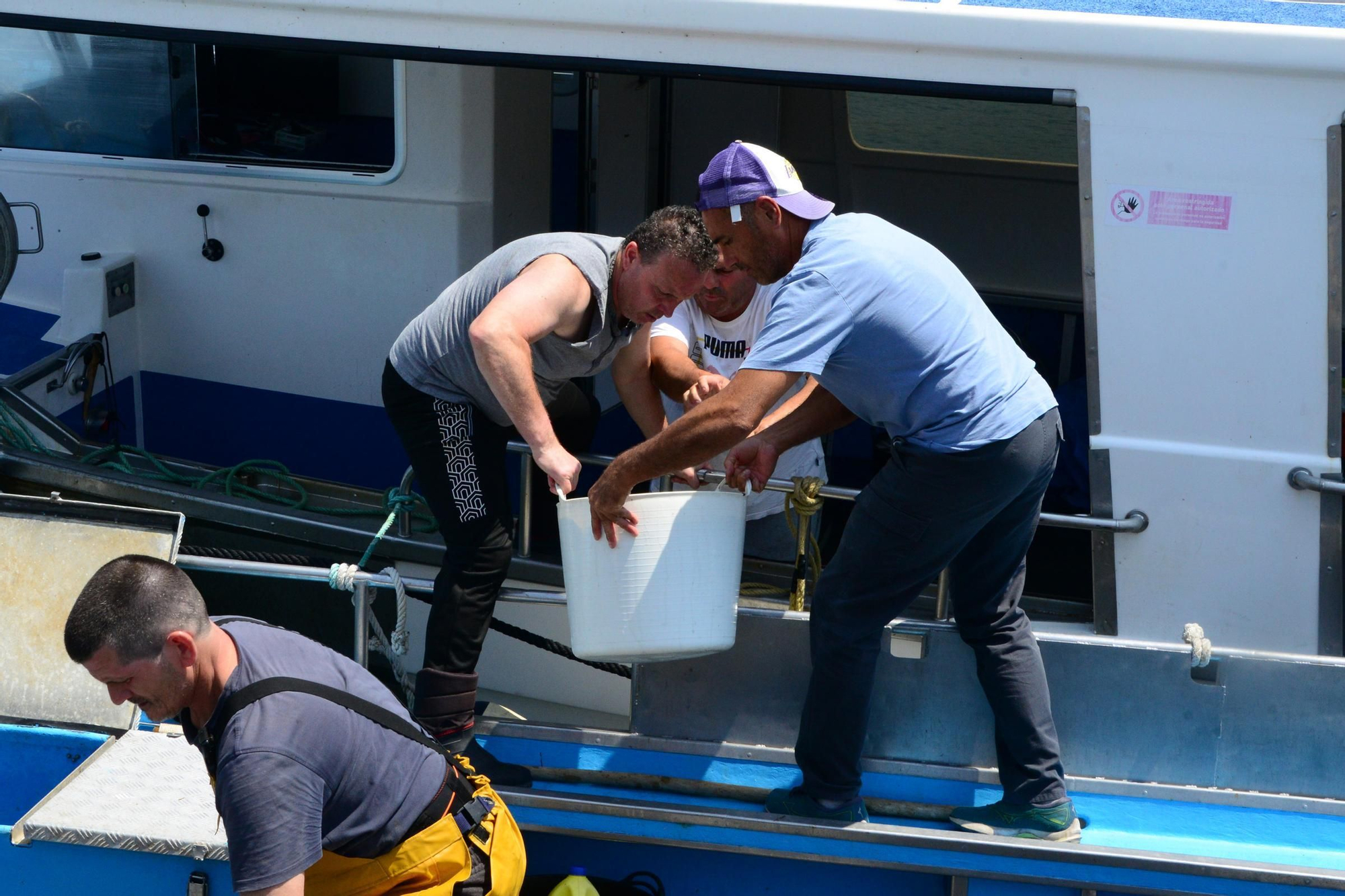El inicio de la campaña del pulpo en el puerto de Bueu